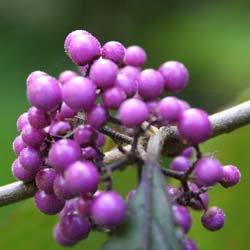 Arbuste aux bonbons Violet